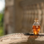 Katari black seed oil in a hand-blown glass amphora on ancient stone with black seeds