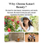 Rosehip Brightening Vit A Oil