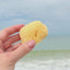 Cleansing Sea Sponge