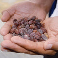 Jojoba seeds